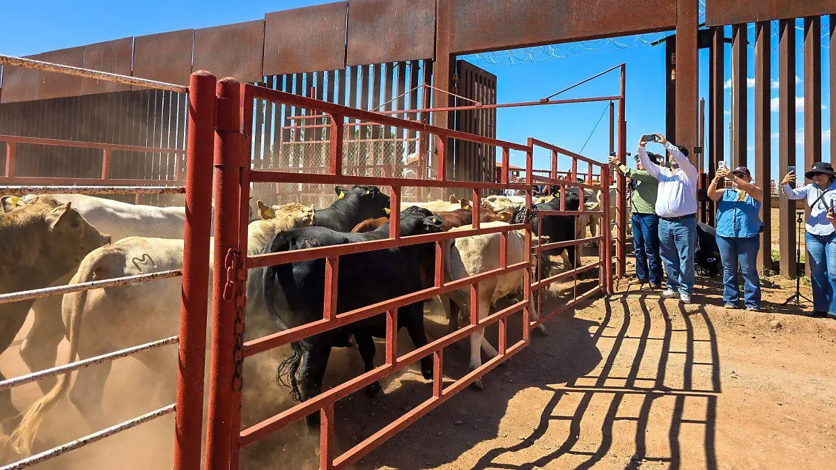 Regresa el ganado sonorense a Estados Unidos