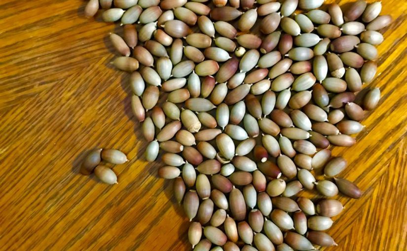 Bellotas de Sonora, un deleite veraniego