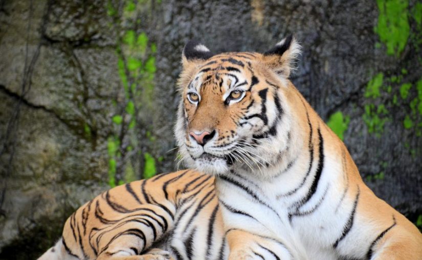 Aumenta 30% población de tigres salvajes