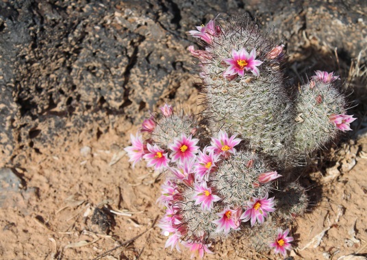 El Pinacate, patrimonio de Sonora y de la humanidad