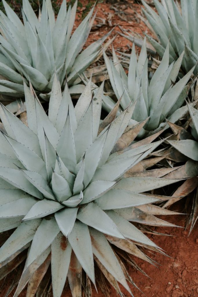 De México para el mundo: los mejores tequilas