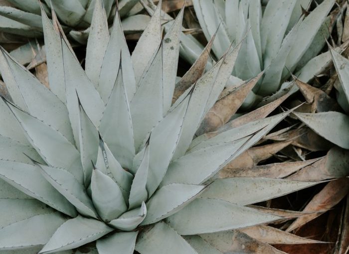De México para el mundo: los mejores tequilas