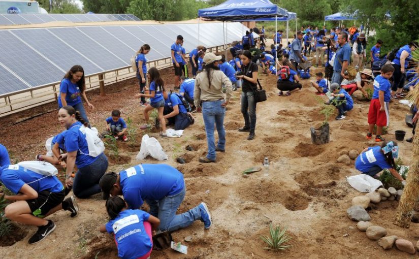 Instalan jardín para agentes polinizadores en Sonora