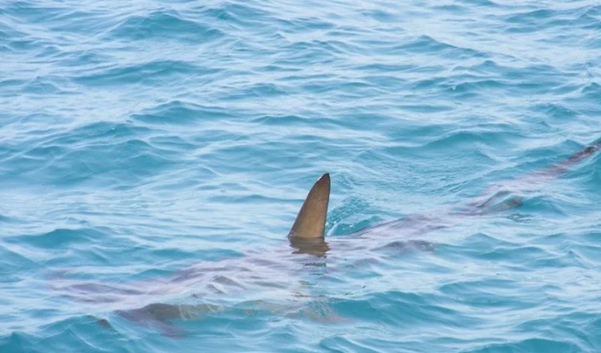 Avistamiento de tiburones en Sonora es buena señal, señalan investigadores