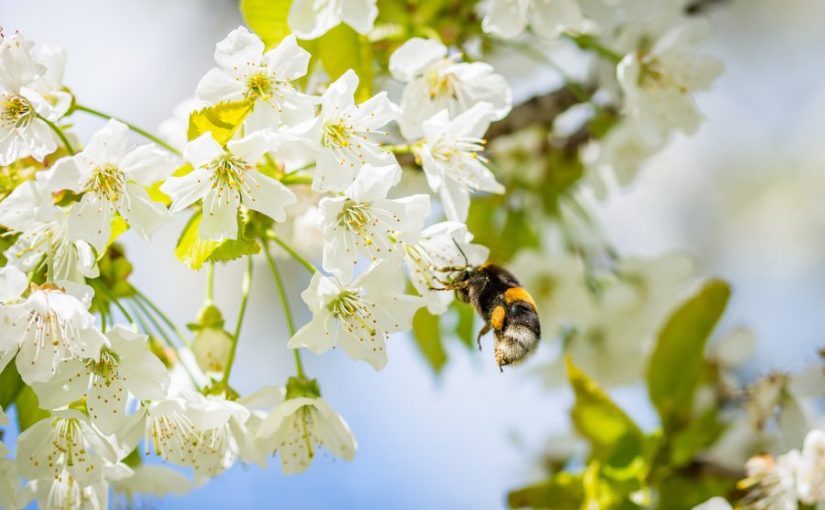 ¿Por qué son importantes las plantas?