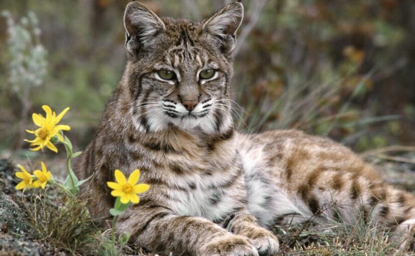 10 animales increíbles del desierto de Sonora