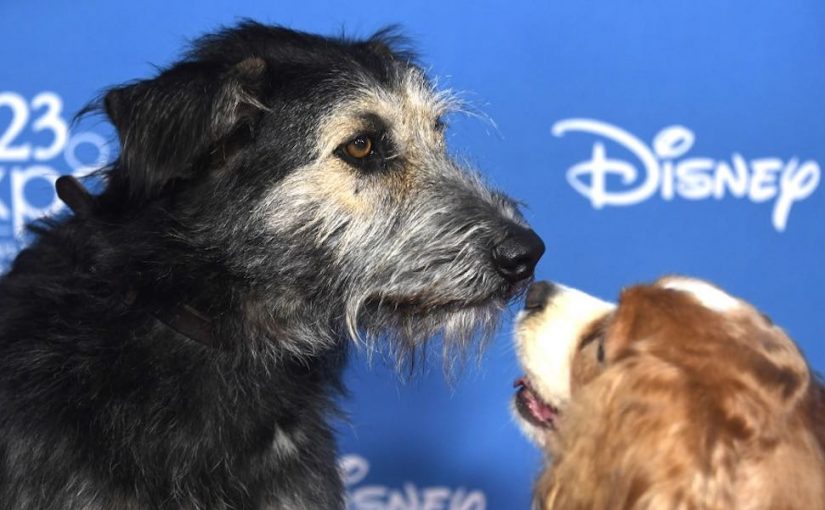 Monte, la nueva estrella de Disney es un perrito rescatado