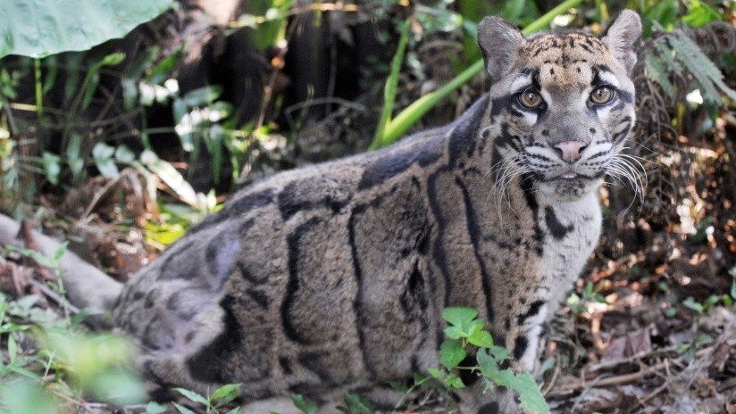¡Sorpresa! Reaparece leopardo nublado después de 30 años de considerarse extinto
