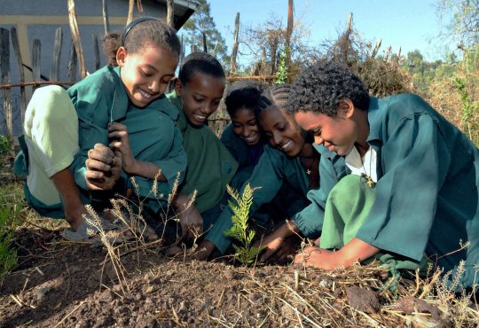 Etiopía rompe récord al plantar más de 350 millones de árboles en 12 horas