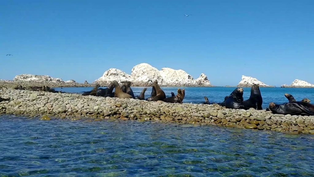 Isla San Jorge Sonora Star