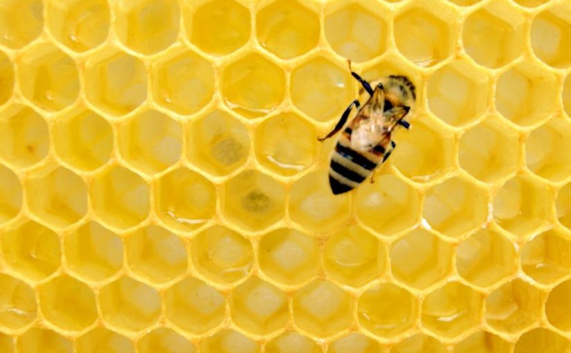 La abeja es el ser vivo más importante, pero ha entrado en riesgo de extinción