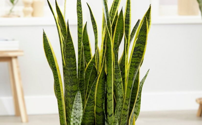 ¡Fascinante! Estas plantas purifican el aire de tu hogar