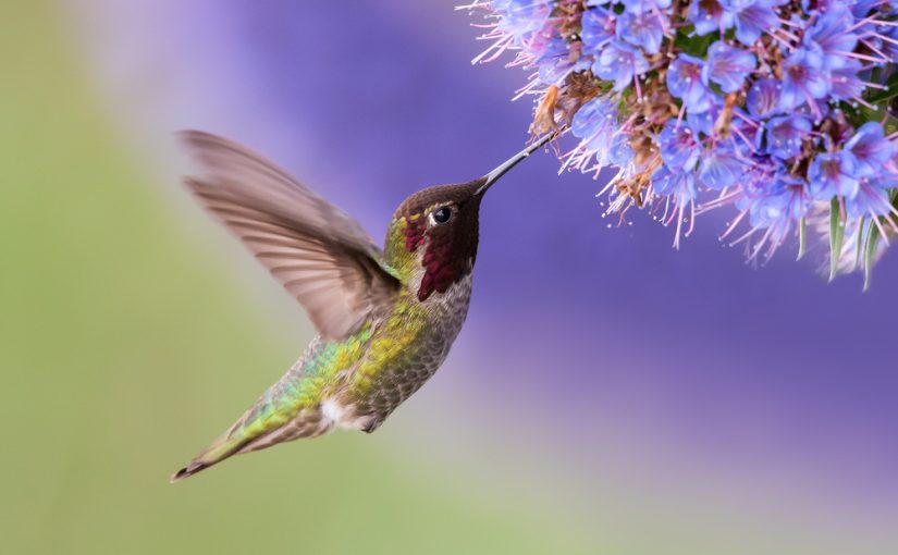 ¿Cómo hacer un jardín para polinizadores?