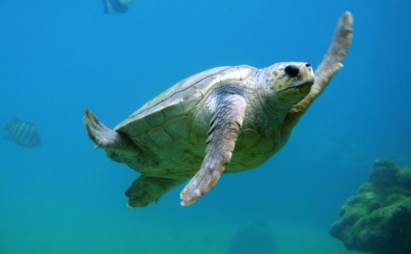 VIDEO: ¡Lamentable! Tortuga pierde aleta por basura en el mar