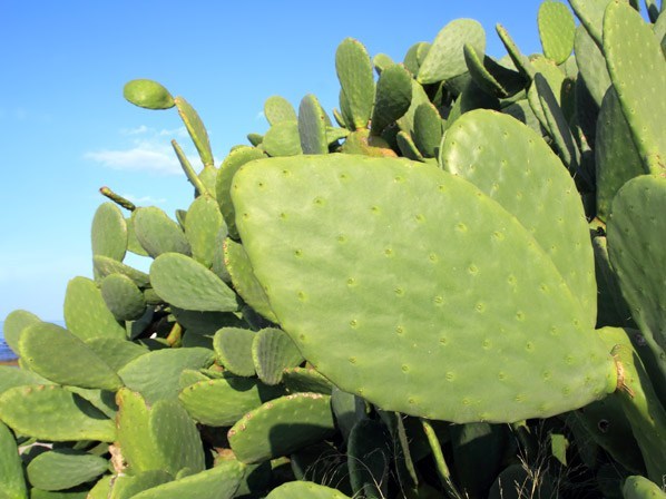 Investigadores utilizan el nopal para purificar el agua