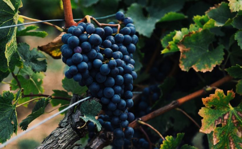 El cambio climático está afectando al vino de Francia