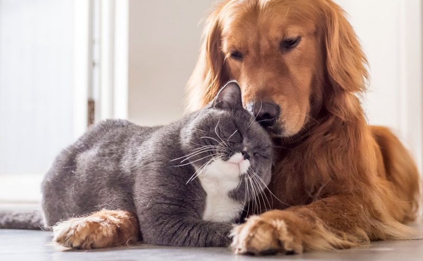 Francia reconoce y otorga derechos a gatos y perros como seres vivos
