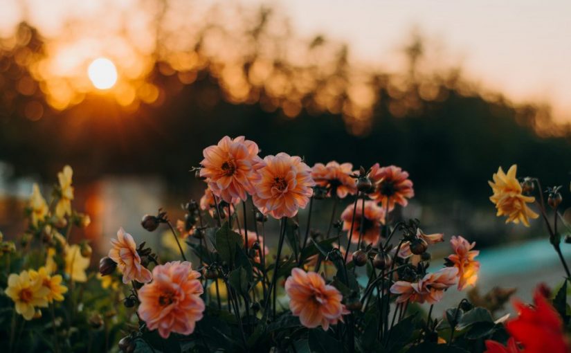 Felicidad es saber apreciar las cosas simples