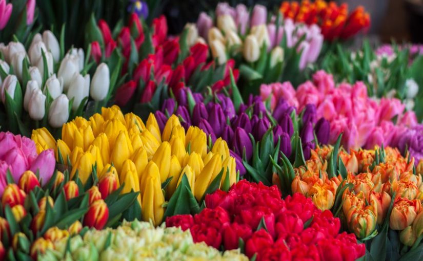 No te pierdas el Festival de las Flores de Otoño en CDMX
