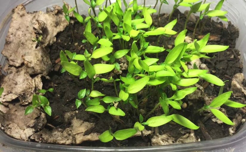 Compañía colombiana crea platos que germinan al desecharlos