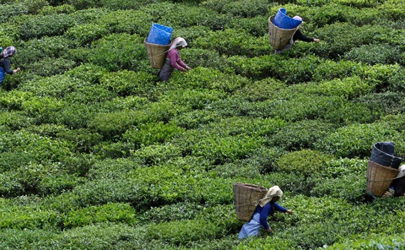 Sikkim, el primer estado 100% orgánico de la India