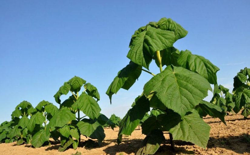 Impulsa Argentina el cultivo del 'kiri', un árbol que absorbe 10 veces más CO2