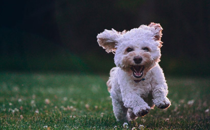 Tener un perro puede beneficiar tu salud y la de tu familia