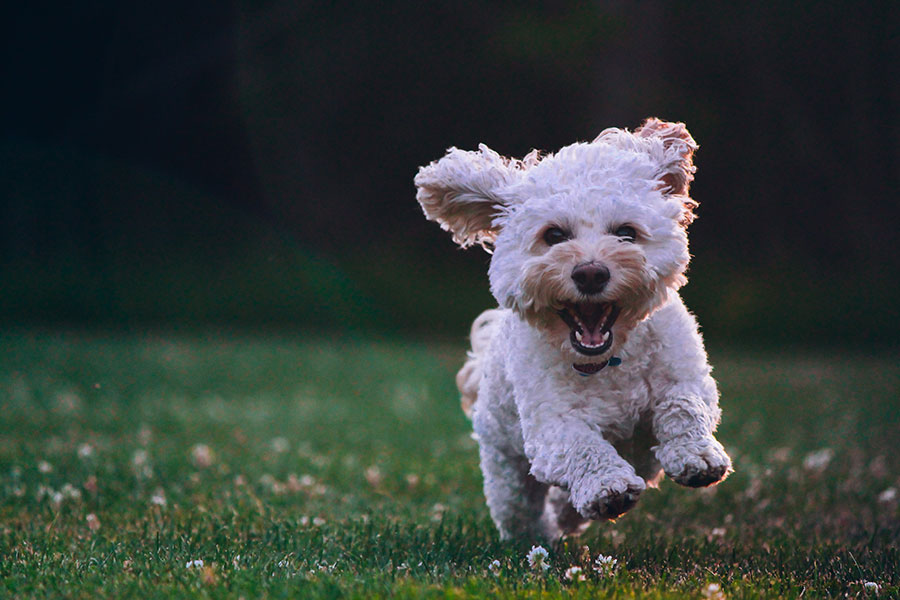 Tener un perro puede beneficiar tu salud y la de tu familia