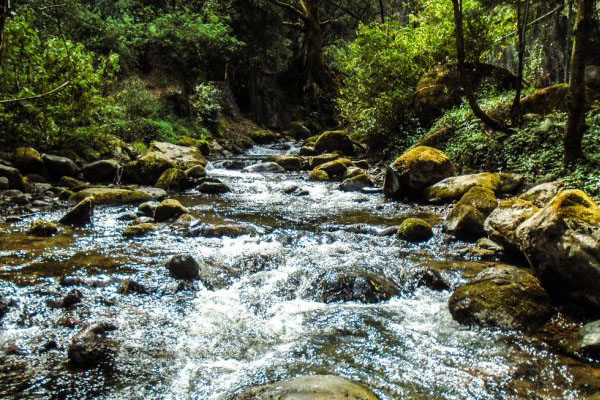 Vecinos se unen para rescatar el río Magdalena, en la CDMX