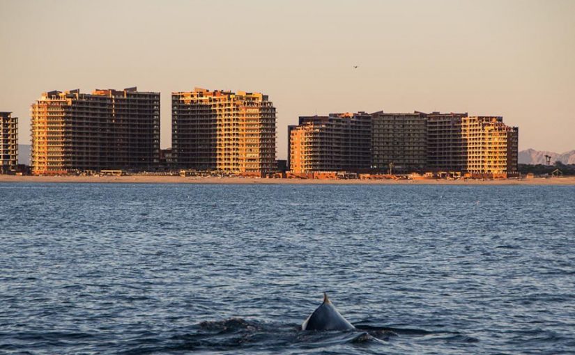 Sorpréndete con el avisamiento de ballenas en Puerto Peñasco, Sonora