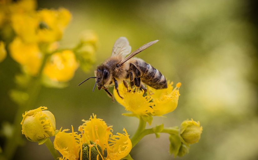 Londinenses plantarán un mega jardín para abejas y otros polinizadores