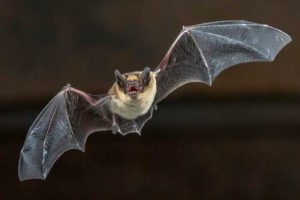 México alberga el 10% de las especies de murciélagos del mundo