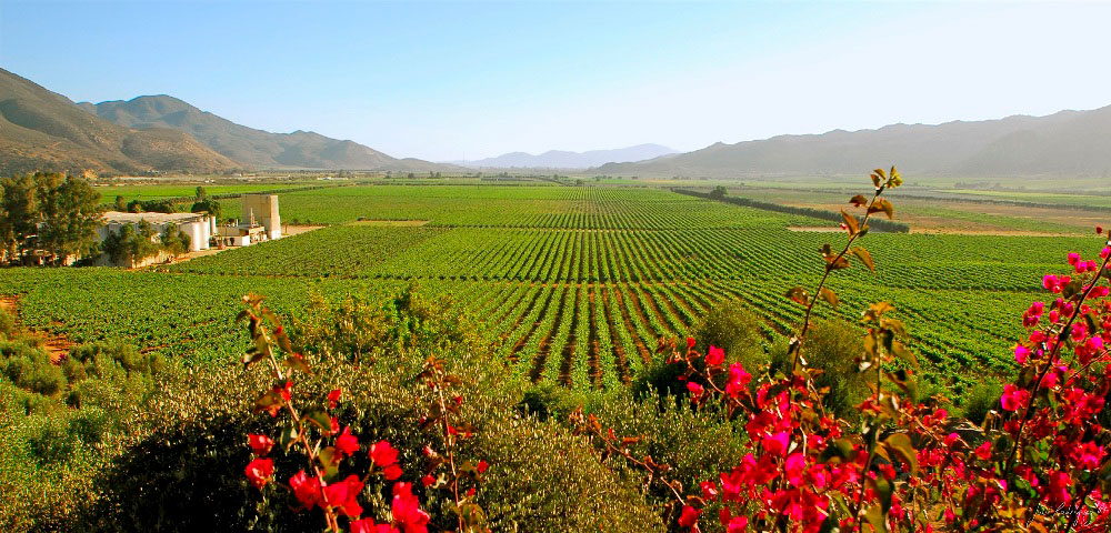 Los viñedos son lugares ideales para disfrutar en compañía de tu ser amado. En México, existen muchos viñedos donde se puede disfrutar de una experiencia inolvidable, recorriendo los campos de parras, degustando vinos, disfrutando de una deliciosa cena romántica y también conocer un poco de la historia de las casas vitivinícolas mexicanas. Luis Fernando Heras Portillo comparte este artículo sobre algunos de los mejores viñedos para explorar.