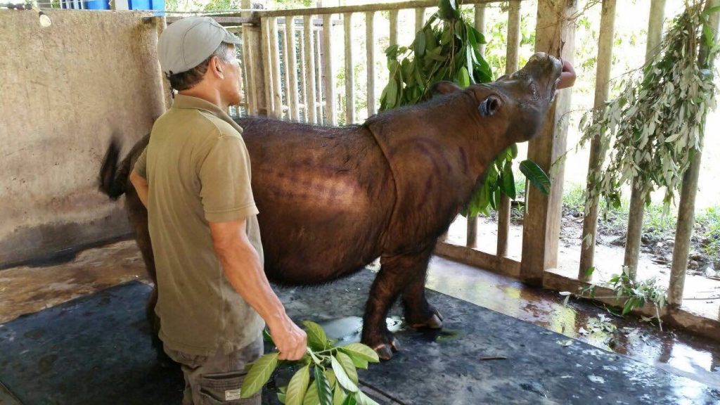 Rinoceronte de Sumatra se extingue en Malasia tras la muerte del último ejemplar