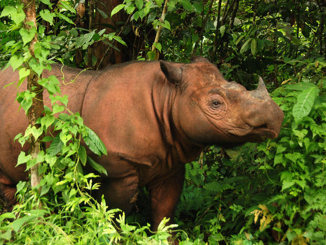 Rinoceronte de Sumatra se extingue en Malasia tras la muerte del último ejemplar