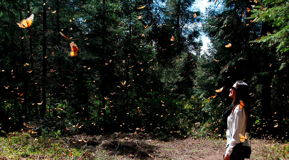 Maravíllate con los majestuosos santuarios de la mariposa monarca en Michoacán