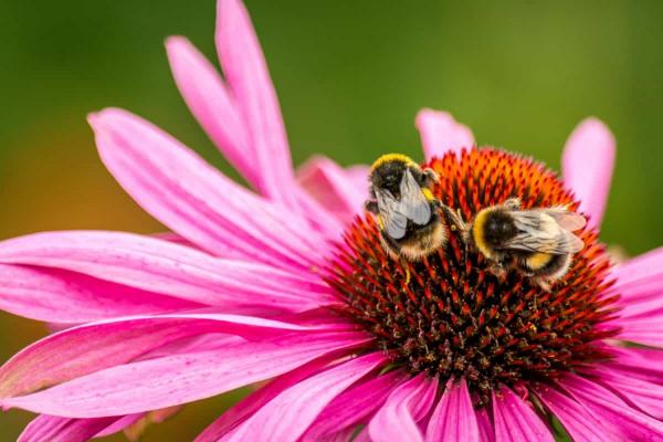 ¡Cuidado! Científicos alertan sobre la "apocalipsis de los insectos"