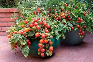 GUÍA PARA PLANTAR TOMATES EN CASA