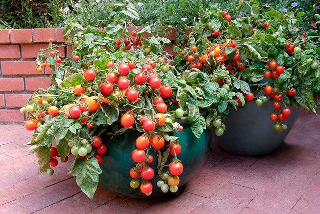 GUÍA PARA PLANTAR TOMATES EN CASA