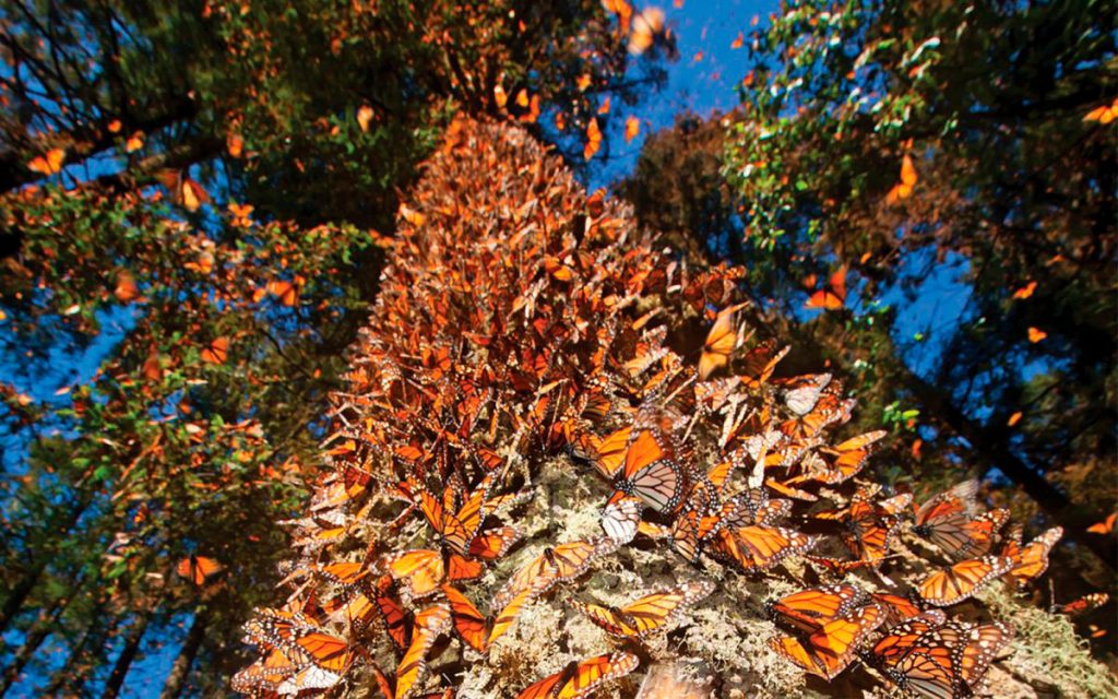 Maravíllate con los majestuosos santuarios de la mariposa monarca en Michoacán