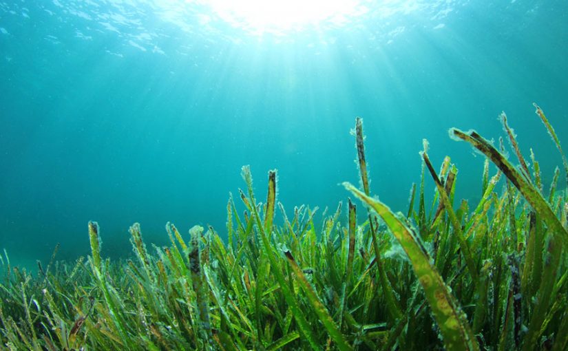 El importante rol de los pastos marinos en la lucha contra el cambio climático