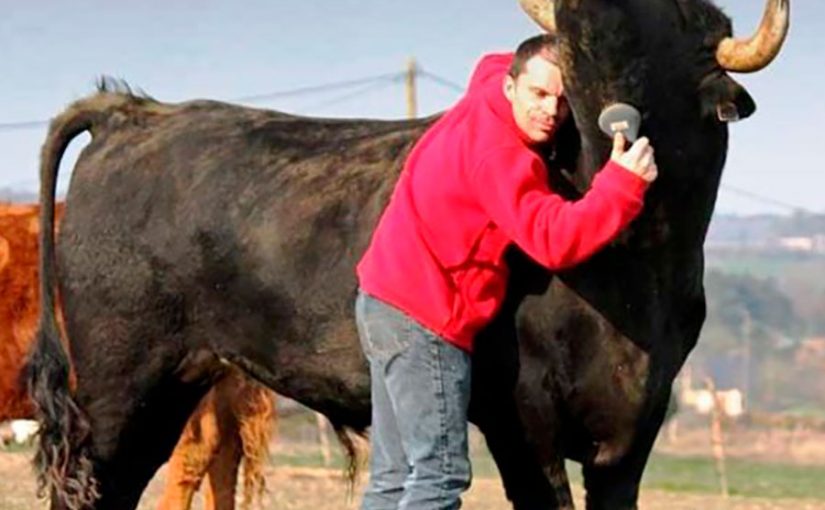 Conoce la historia de amistad del hombre que salvó un toro de las corridas