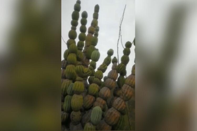 Sahuaro sandía, un sorprendente cactus que solo crece en Sonora