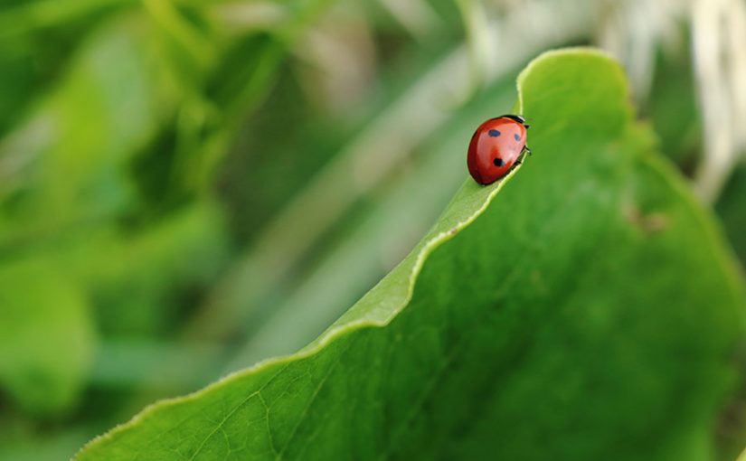 ¡Cuidado! Científicos alertan sobre la "apocalipsis de los insectos"