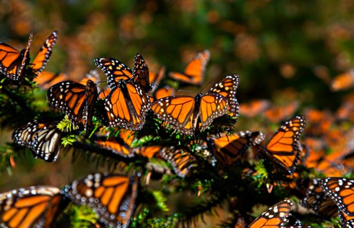 Maravíllate con los majestuosos santuarios de la mariposa monarca en Michoacán