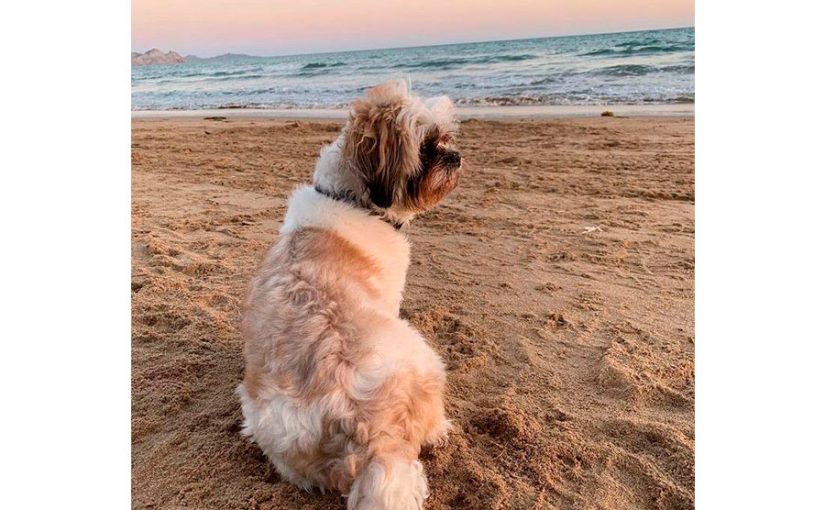 10 BENEFICIOS DE TENER UN PERRO SHIH TZU