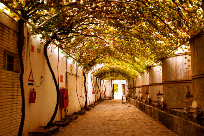 Los viñedos son lugares ideales para disfrutar en compañía de tu ser amado. En México, existen muchos viñedos donde se puede disfrutar de una experiencia inolvidable, recorriendo los campos de parras, degustando vinos, disfrutando de una deliciosa cena romántica y también conocer un poco de la historia de las casas vitivinícolas mexicanas. Luis Fernando Heras Portillo comparte este artículo sobre algunos de los mejores viñedos para explorar.