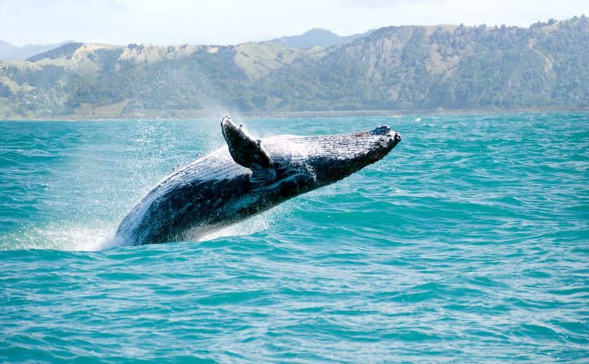 Ballenas: poderosas aliadas en la lucha contra la contaminación atmosférica