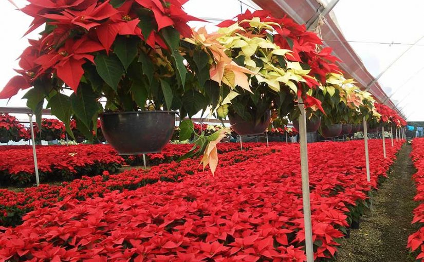 Nochebuena: Un regalo navideño de México al mundo