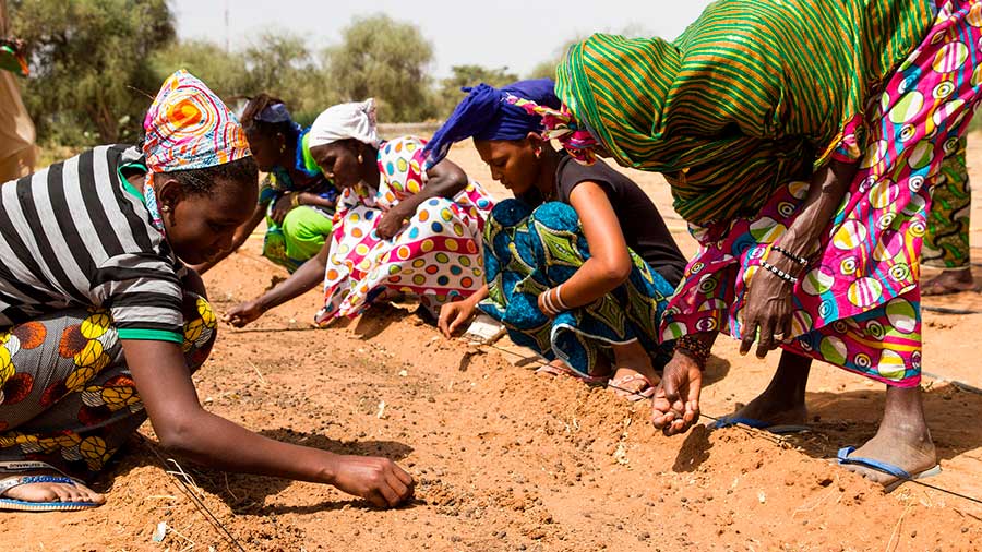 África pone el ejemplo y planta 8 mil kilómetros de árboles para construir la 'Gran Muralla Verde'